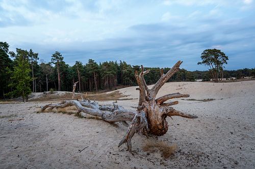 Boomstronk Sahara bij Ommen