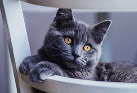 Britse Korthaar Kitten van EMVDS photography
