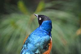 Three-coloured glossy starling by Nicolette Vermeulen