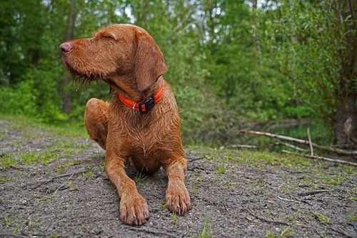 Op het bospad met een bruine Magyar Vizsla draadhaar.