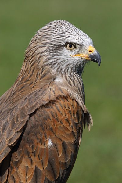 Schwarzmilan (Milvus migrans) von Ronald Pol