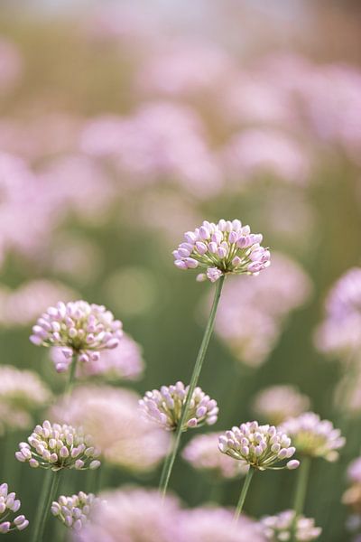 Allium van Patrick Verheij