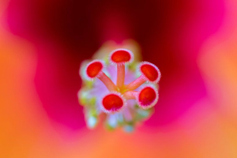 Golden Tango Flower by Joost Potma