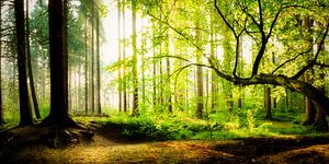 Lichtdurchfluteter Wald