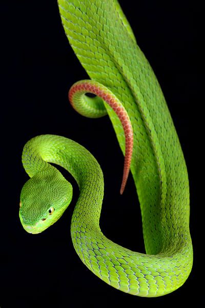 White-lipped Pitviper (Trimeresurus albolabris) by Ronald Pol