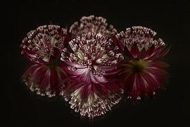 Lila - altrosa Zeelandknoten mit 3 Zeelandknoten im Hintergrund von Marjolijn van den Berg