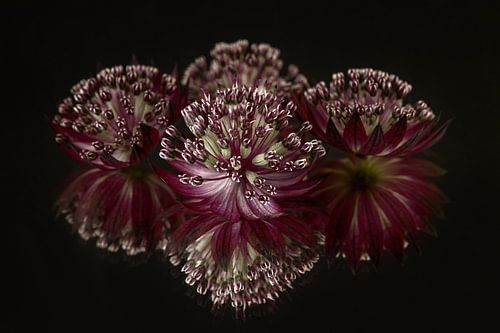 Paars - oud roze Zeeuwse Knoopje met 3 Zeeuwse knoopjes op de achtergrond