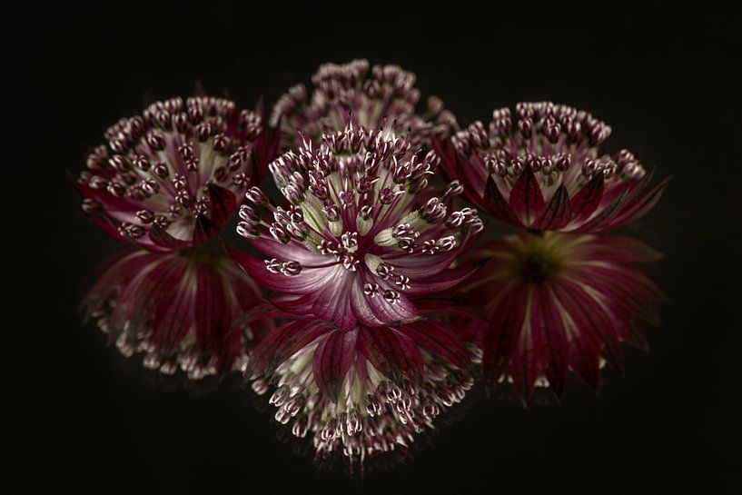 Purple - old pink Zeeland Knot with 3 Zeeland knots in the background by Marjolijn van den Berg