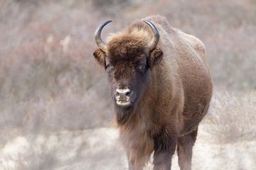 Bison d'Europe sur Marianne Jonkman