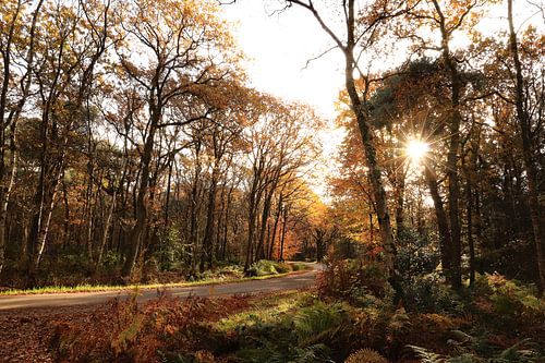 Herfst in het bos bij Nijemirdum