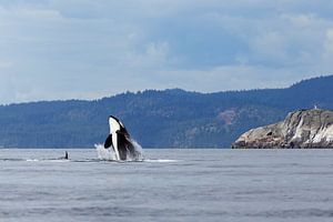 Jumping Orca or killer whale sur Menno Schaefer