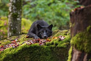 Kanadischer Wolf