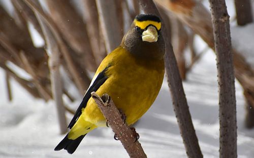 Un gros bec errant en hiver