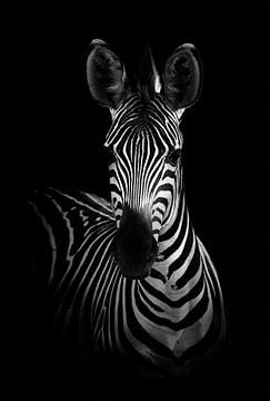 De zebra, WildPhotoArt  van 1x