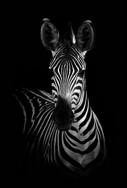 De zebra, WildPhotoArt  van 1x
