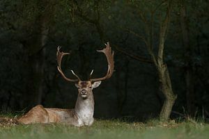 Damhert in ochtend spotlicht van Menno Schaefer