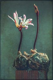 Belladonnalelie sur Carina Stroo Cloeck