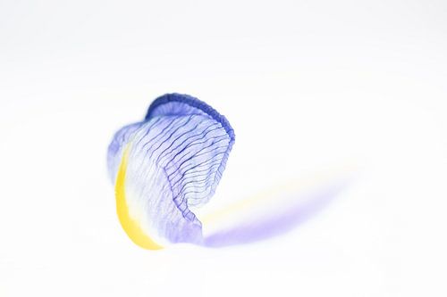 Iris, bode der goden