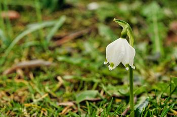 Schneeglöckchen im Schadaupark