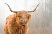 Schotse Hooglander 7