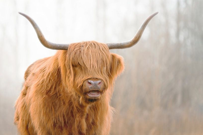 Schotse Hooglander 7 van Marcel Kieffer