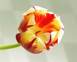 tulp flame 2 by Jonathan Kremer