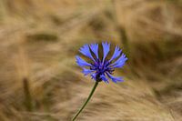 Cornflower