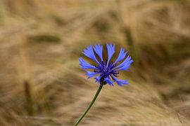 Cornflower by Norman Krauß