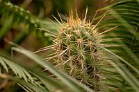 Einsamer Kaktus unter Pflanzen