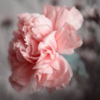 Lovely pink