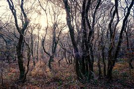 Vroege ochtend in het bos. von Rens Zwanenburg