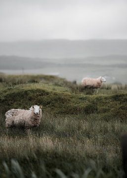 Schafe in Schottland V von fromkevin