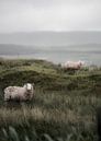 Moutons en Écosse V par fromkevin Aperçu