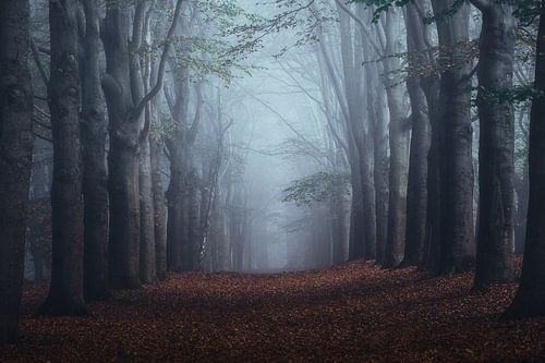 Bosfotografie "the blue shift"