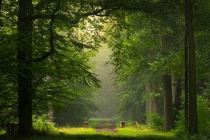 Fairytale forest in the morning light sur Edwin Mooijaart