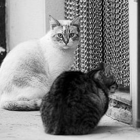 Spanische Katzen in Valencia von Delphine Kesteloot