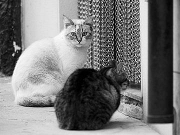 Spaanse katten in Valencia van Delphine Kesteloot