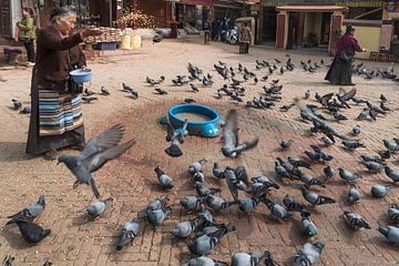 Des pigeons sur une place de Katmandou se nourrissent | Népal