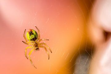 Araignée sur gerald chapert