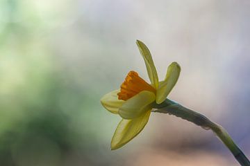 Narcis in close-up van John van de Gazelle fotografie