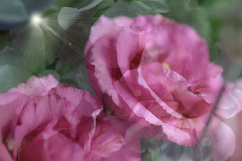 Abstracte fotografie | Abstract expressionisme | Modern abstract | Diep roze roos