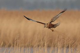 Busard des roseaux sur Jaap Bakker