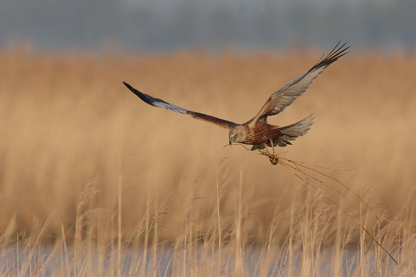 Busard des roseaux par Jaap Bakker