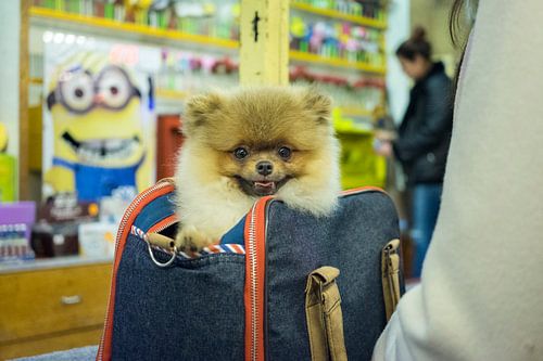 Fairground dog in bag