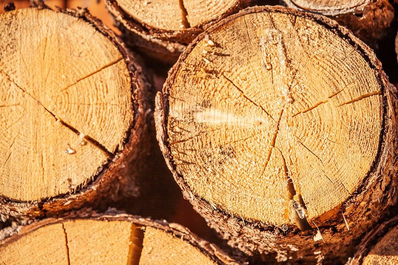 Round woodcuts by Christa Kramer