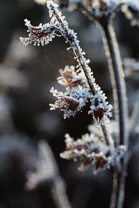 Abstract Gedroogde Bloemhoofdjes Melissa officinalis