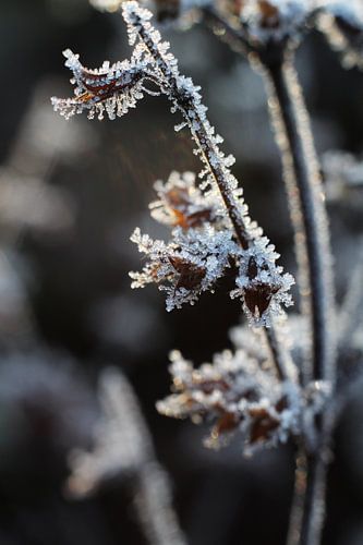 Abstrakte eisige getrocknete Blütenköpfe Melissa officinalis