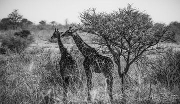 Looking for a little shade by Loris Photography