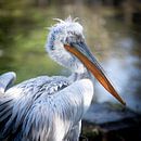 Pelican in Blijdorp by Rene van Heerdt thumbnail