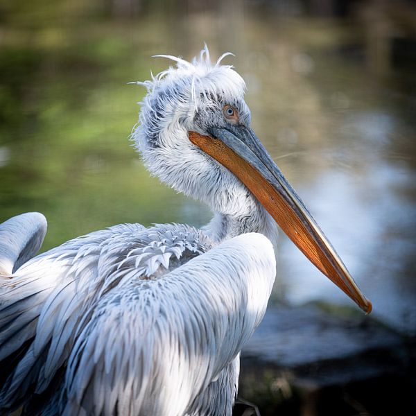 Pelican in Blijdorp by Rene van Heerdt